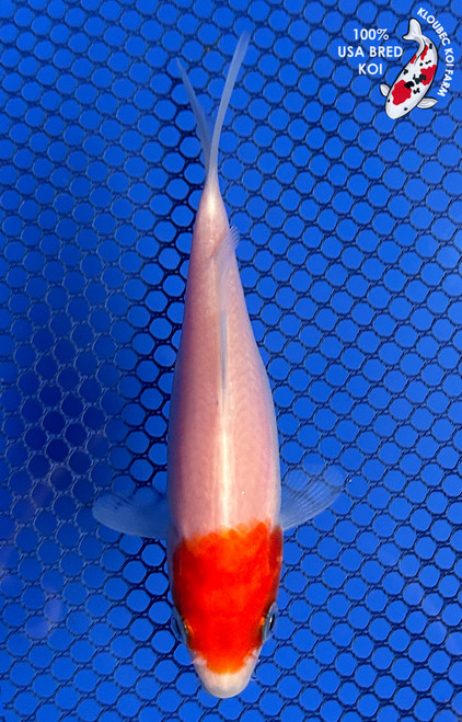 5.5" Tancho Kohaku Koi #J1196(P13)