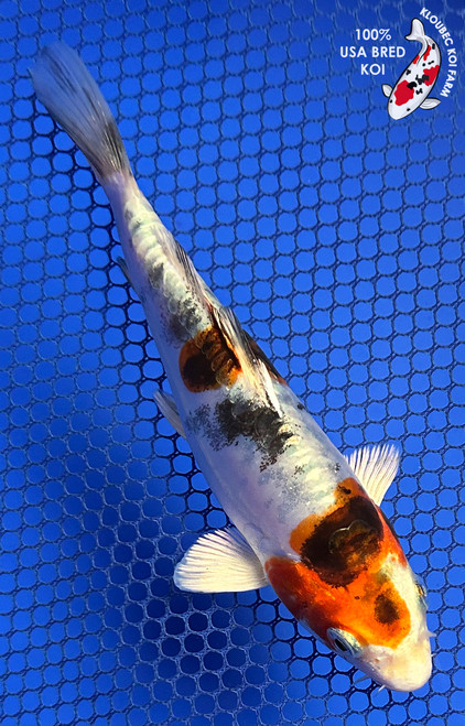 5.5" Doitsu Yamato Nishiki Koi #J1199(P13)