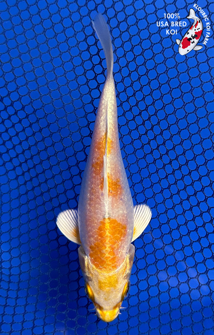 4.5" Yamabuki Hariwake Koi #J11910(P13)