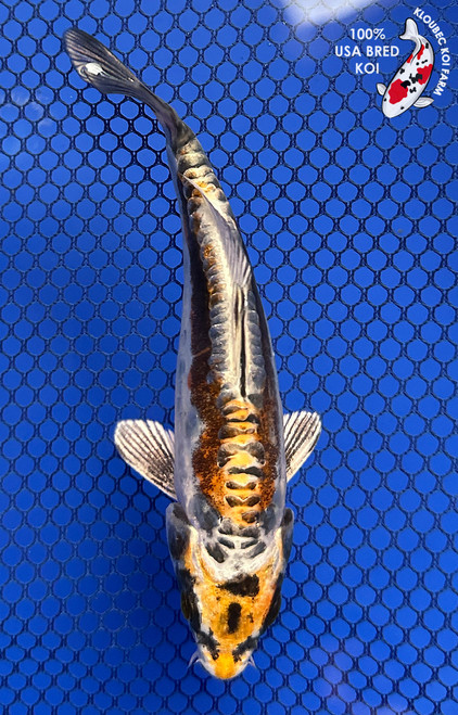 4.5" Beni Kikokuryu Koi #J11911(P13)