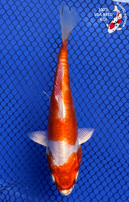 4.5" Doitsu Hariwake Koi #J11912(P13)