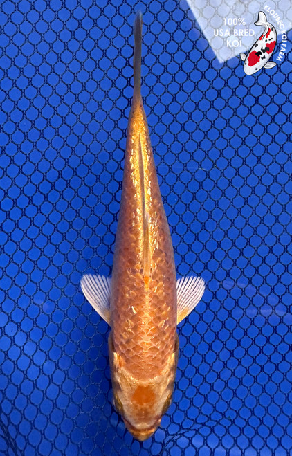 5.5" Gin Rin Orenji Ogon Koi #J11918(P12)