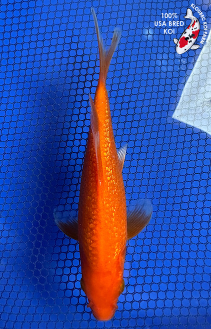 6.5" Gin Rin Benigoi Koi #J11920(P13)