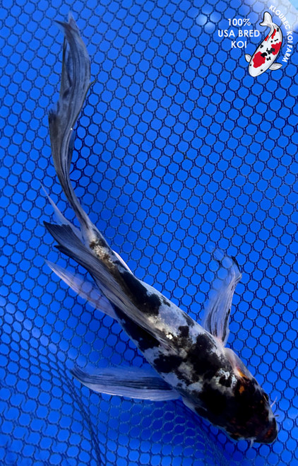 6.5" Kumonryu Butterfly Koi #J11927(P13)