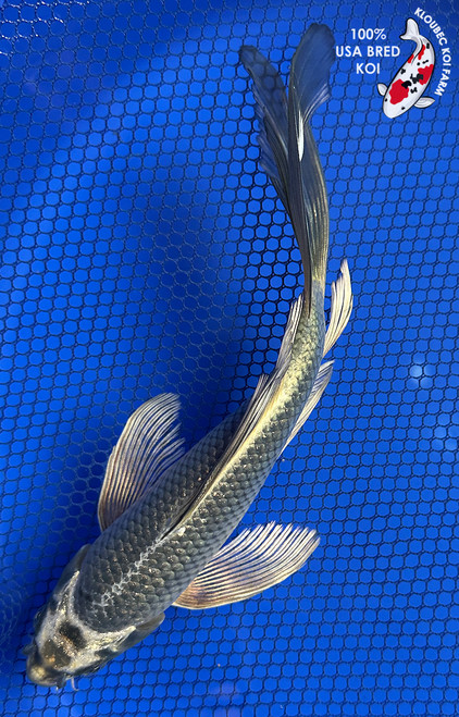 9" Matsuba Butterfly Koi #J11932(P13)