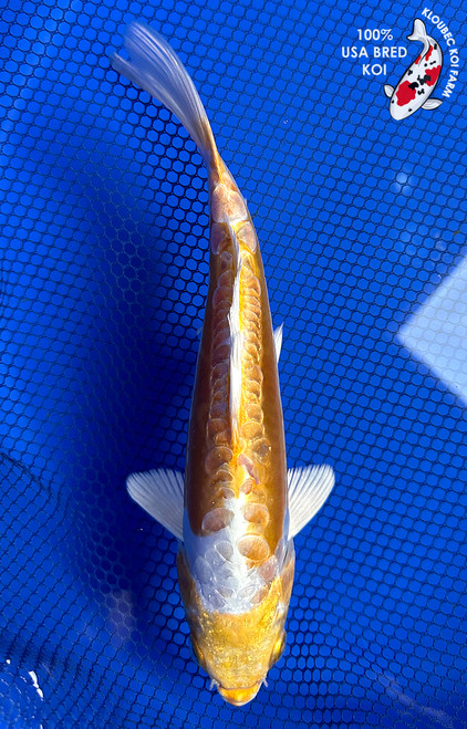 10" Doitsu Yamabuki Hariwake Koi #J11934(P13)