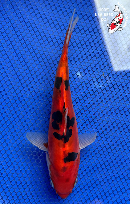 Koi Fish For Sale | Health-Certified Japanese Koi | Kloubec Koi
