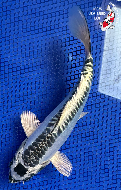 8" Kikokuryu Koi #J11936(P13)