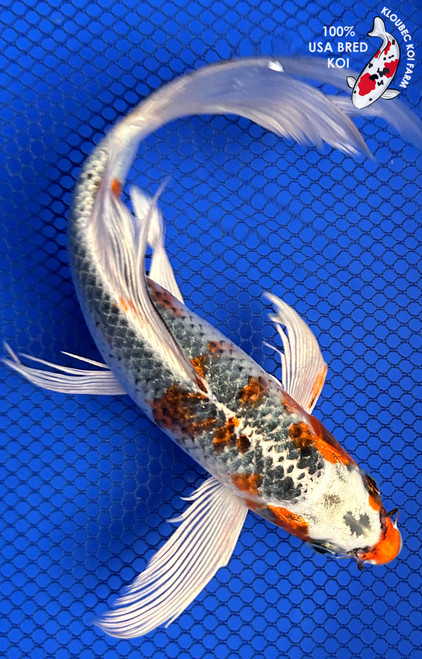 Koi Fish For Sale | Health-Certified Japanese Koi | Kloubec Koi