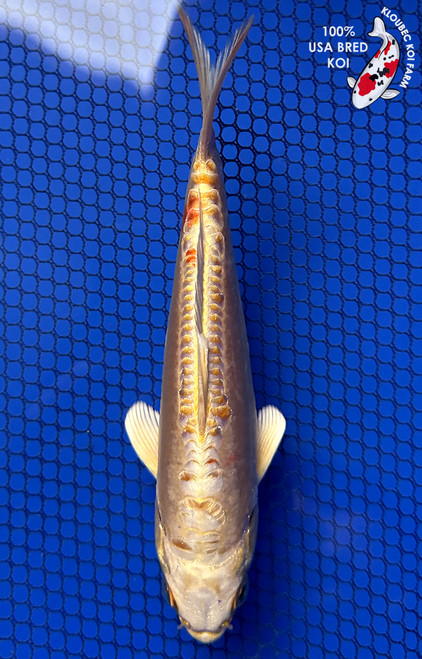 5.5" Doitsu Yamabuki Ogon Koi #J11938(P13)