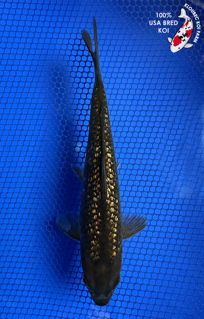 7" Gin Rin Chagoi Koi #J11941(P13)