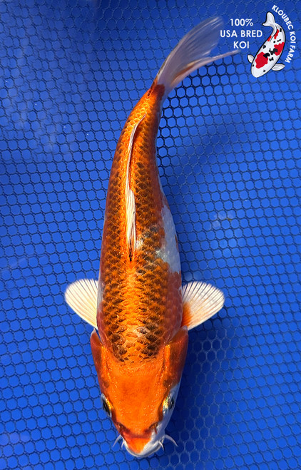 7" Kujaku Koi #J11944(P13)