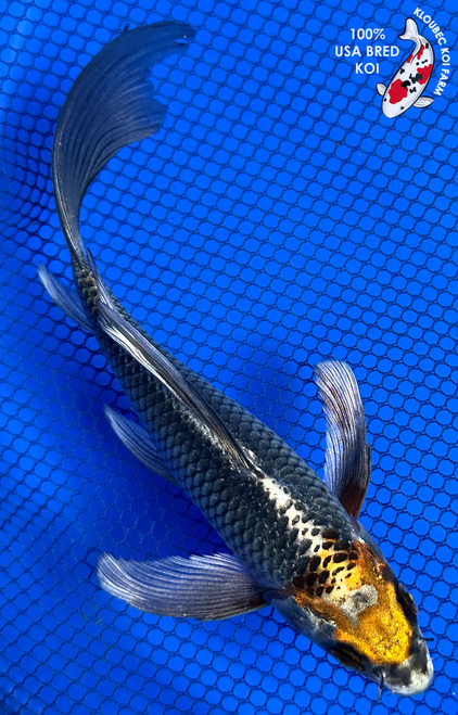 Koi Fish For Sale | Health-Certified Japanese Koi | Kloubec Koi