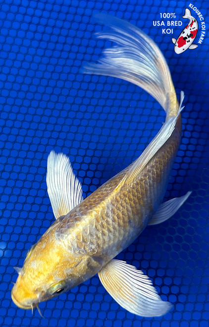 7" Yamabuki Hariwake Butterfly Koi #J11946(P13)