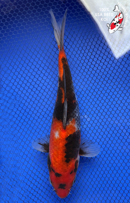 7" Showa Koi #J11949(P13)