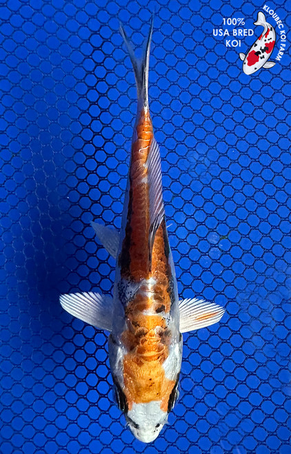 4.5" Beni Kikokuryu Koi #J11951(P13)