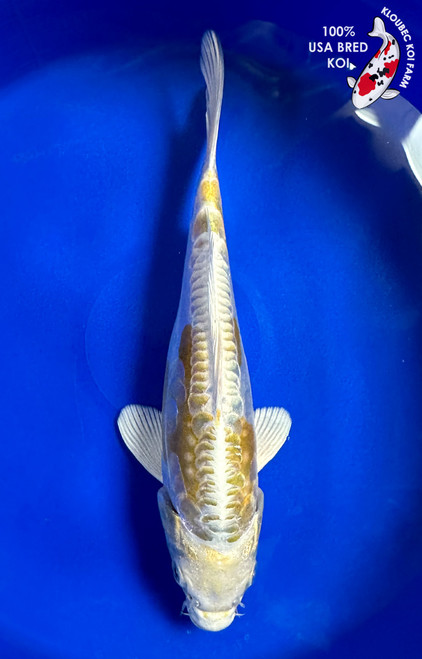 7" Doitsu Yamabuki Hariwake Koi #J1201(P13)