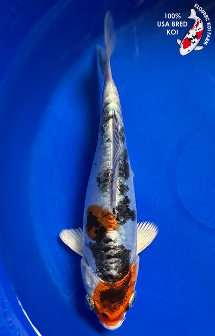 6.5" Doitsu Yamato Nishiki Koi #J1202(P13)