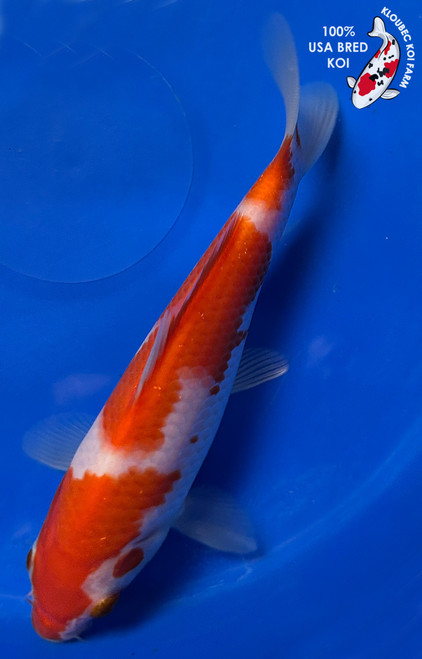 6" Kohaku Koi #J1203(P13)