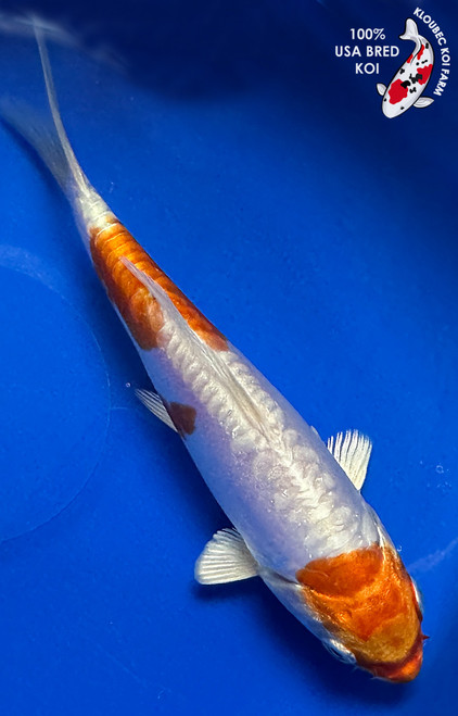 6" Doitsu Hariwake Koi #J1206(P13)