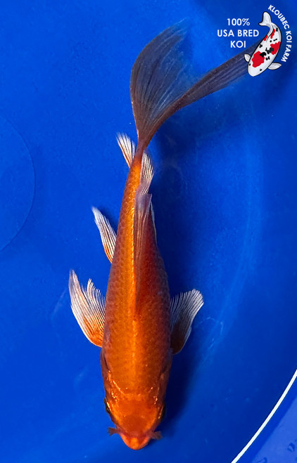 6.5" Orenji Ogon Butterfly Koi #J1207(P13)