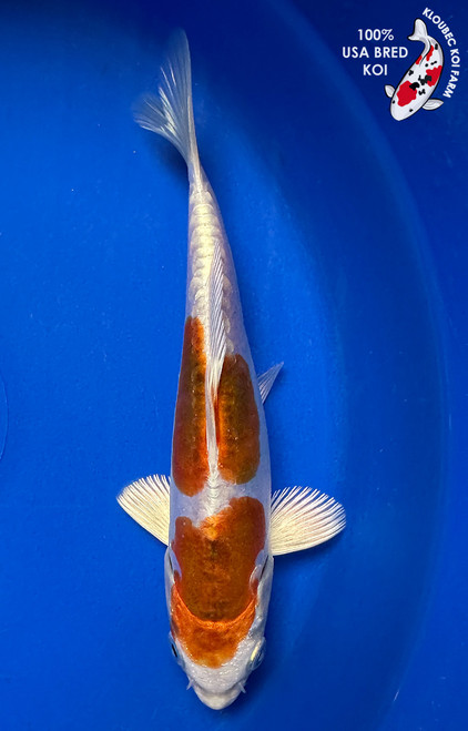 5.5" Doitsu Hariwake Koi #J1209(P13)