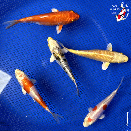 (5) 4-5" Hikari Koi Pond Pack #J12042(G5)