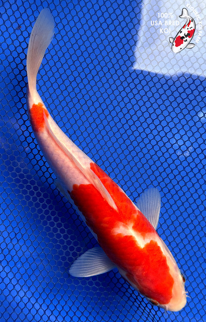8.5" Kohaku Koi #J252(P14)