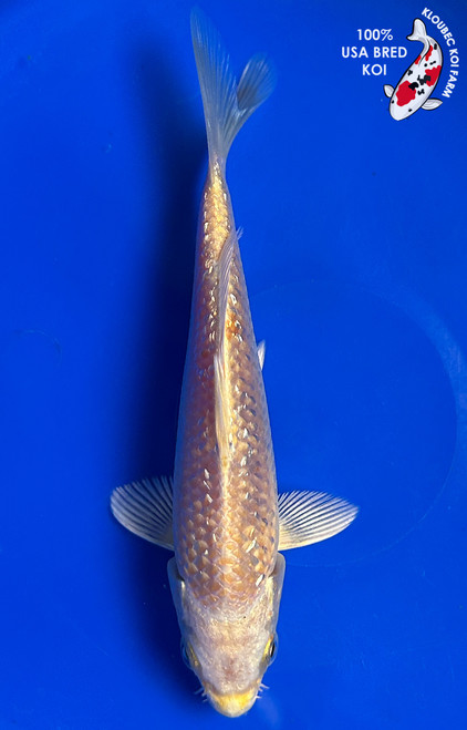 5.5" Gin Rin Yamabuki Ogon Koi #J12012(G1)