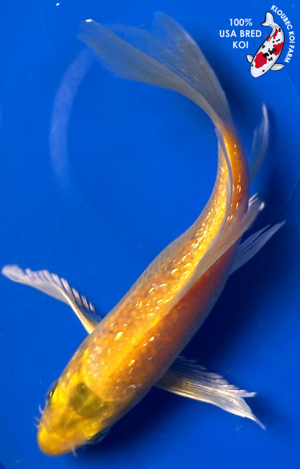 5.5" Gin Rin Kigoi Butterfly Koi #J12016(G1)
