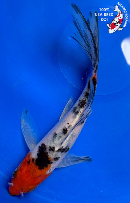 5.5" Sanke Butterfly Koi #J12017(G1)