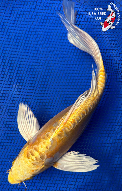 11" Doitsu Yamabuki Hariwake Butterfly Koi #J259(P14)