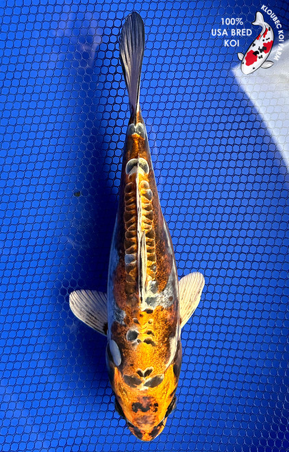 9" Beni Kikokuryu Koi #J2511(P14)