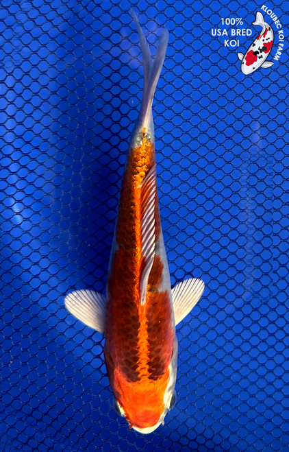 6" Kujaku Koi #J2513(P14)