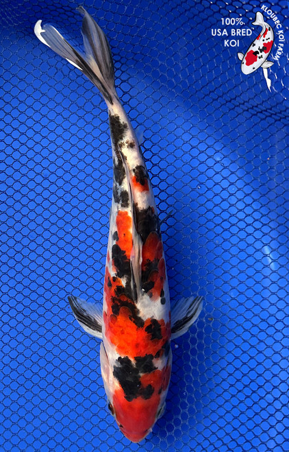 8" Doitsu Showa Koi #J2514(P14)