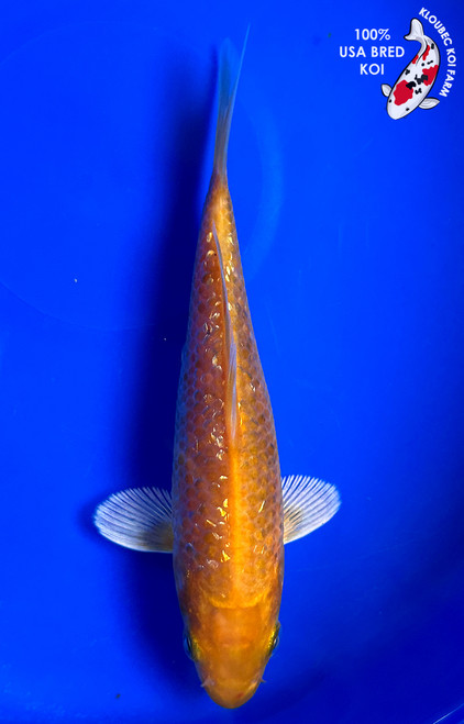5.5" Gin Rin Kigoi Koi #J12024(G3)