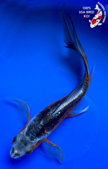 6" Shusui Butterfly Koi #J12025(G3)