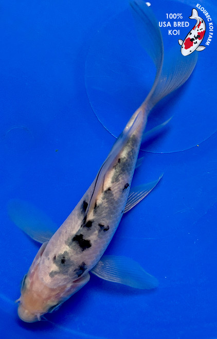 5.5" Shiro Bekko Butterfly Koi #J12026(G3)