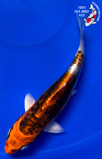 4" Beni Kikokuryu Koi #J12029(G3)