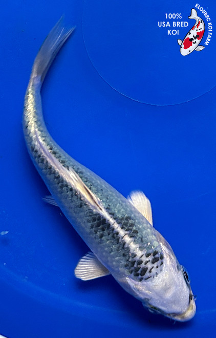 5" Gin Matsuba Koi #J12033(G4)