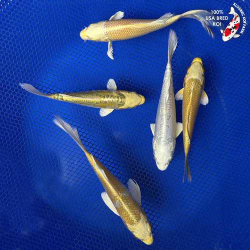 (5) 6-7" Sunshine Mix Koi Pond Pack #J12047(H2)