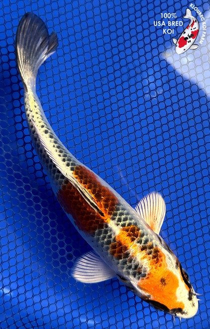 Shop Koi Varieties | Find Japanese Koi by Type | Kloubec Koi Farm