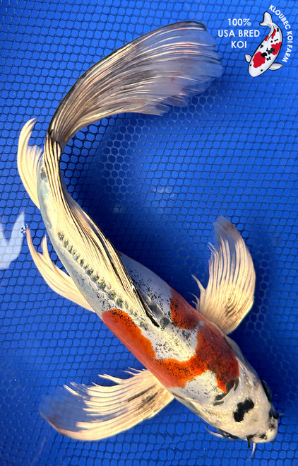 12" "Pearl" Beni Kikokuryu Butterfly Koi #J2522(P14)
