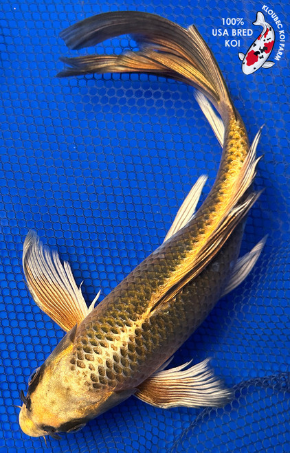 11" Metallic Butterfly Koi #J2524(P12)