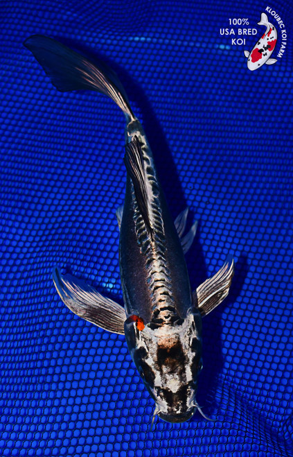 10" Beni Kikokuryu Koi #L4283(X52)