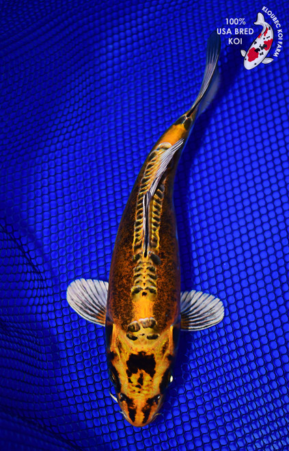 9" Kin Kikokuryu Koi #L4288(X52)