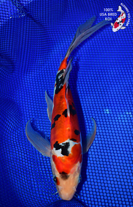 12" Doitsu Sanke Butterfly Koi #L4294(X52)