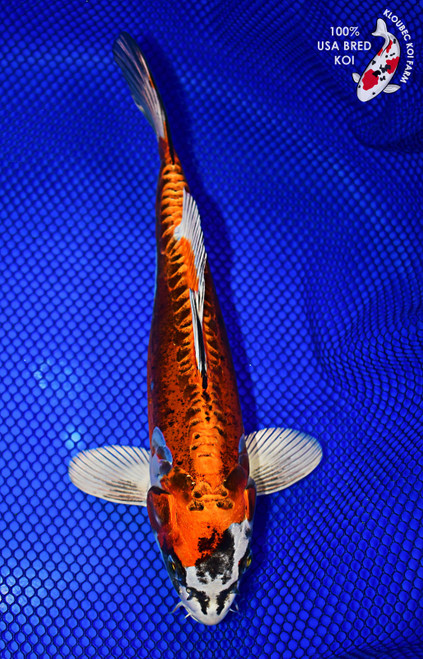 10" Beni Kikokuryu Koi #L4301(X52)