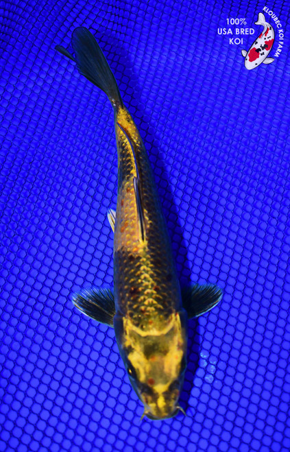 7.5" Kin Ki Utsuri Koi #L4315(X52)