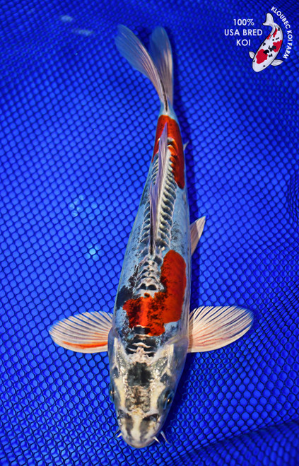 10" Beni Kikokuryu Koi #L4322(X50)